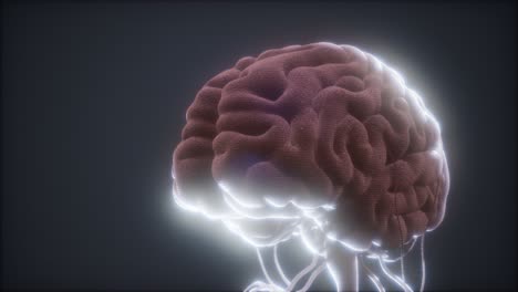 Modelo-Animado-Del-Cerebro-Humano